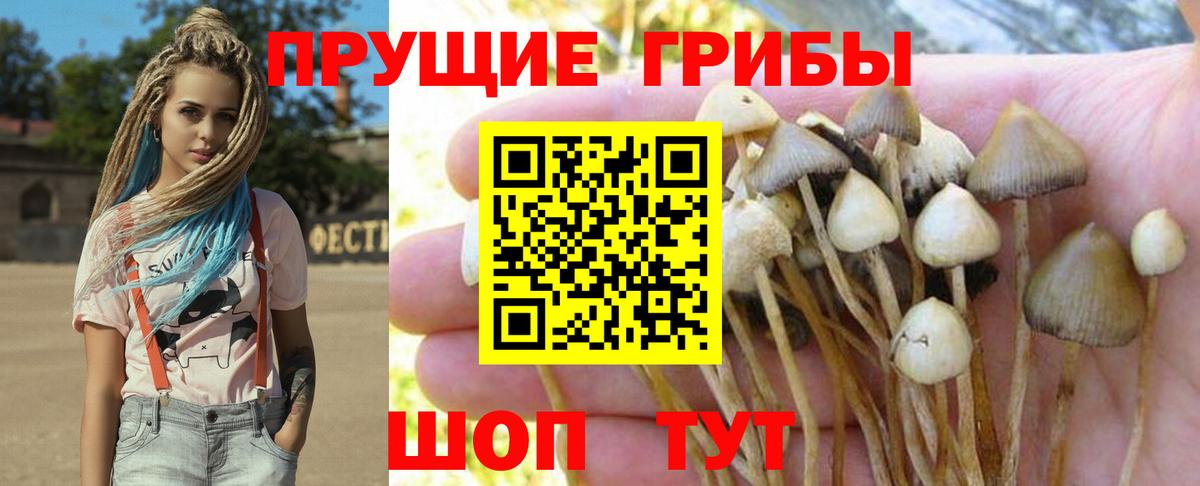 Чехов  Псилоцибиновые грибы ЛСД  где можно купить наркотик  Вход с VPN  Псилоцибиновые грибы Psilocybe 